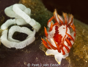 A proud Mother
Fiery nudibranch and its ribbon of eggs by Peet J Van Eeden 